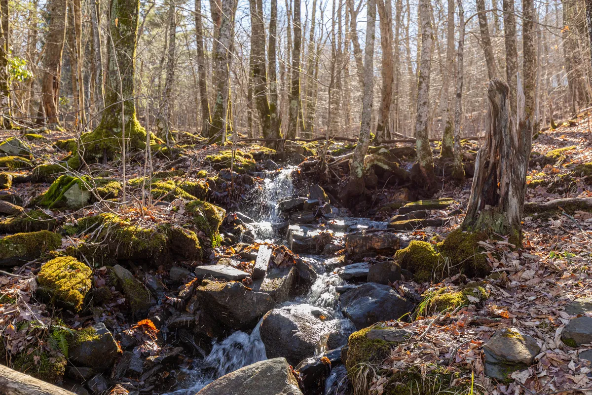 A peaceful creek flows over mossy rocks and under bare trees, with fallen leaves scattered along the banks. The image emphasizes the natural beauty and serenity of the on-property creek.